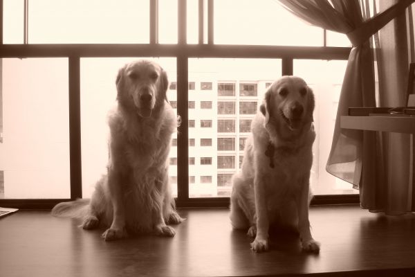 To Golden & Silver